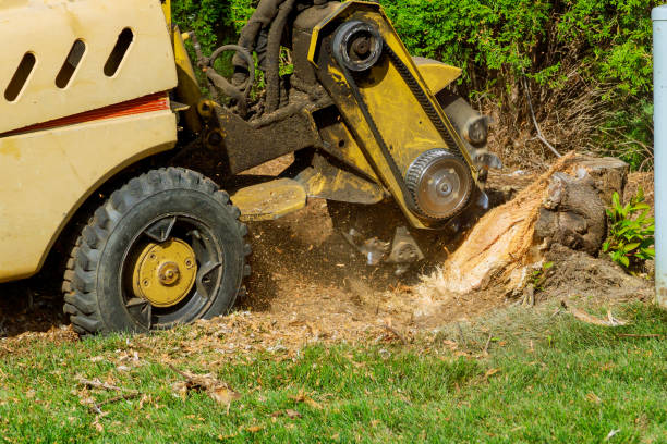 Best Storm Damage Tree Cleanup  in La Grande, OR