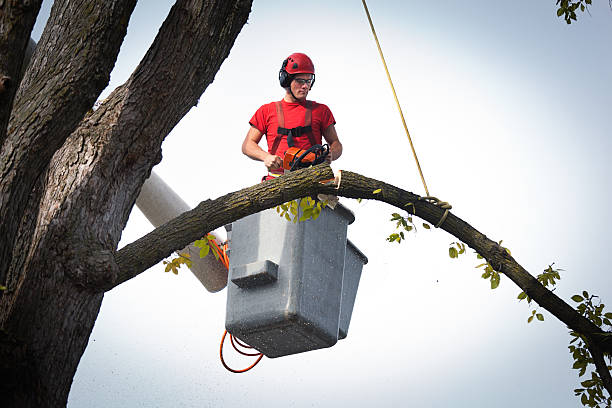 Best Tree Preservation Services  in La Grande, OR