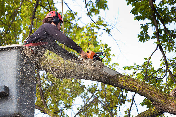 Best Stump Grinding and Removal  in La Grande, OR